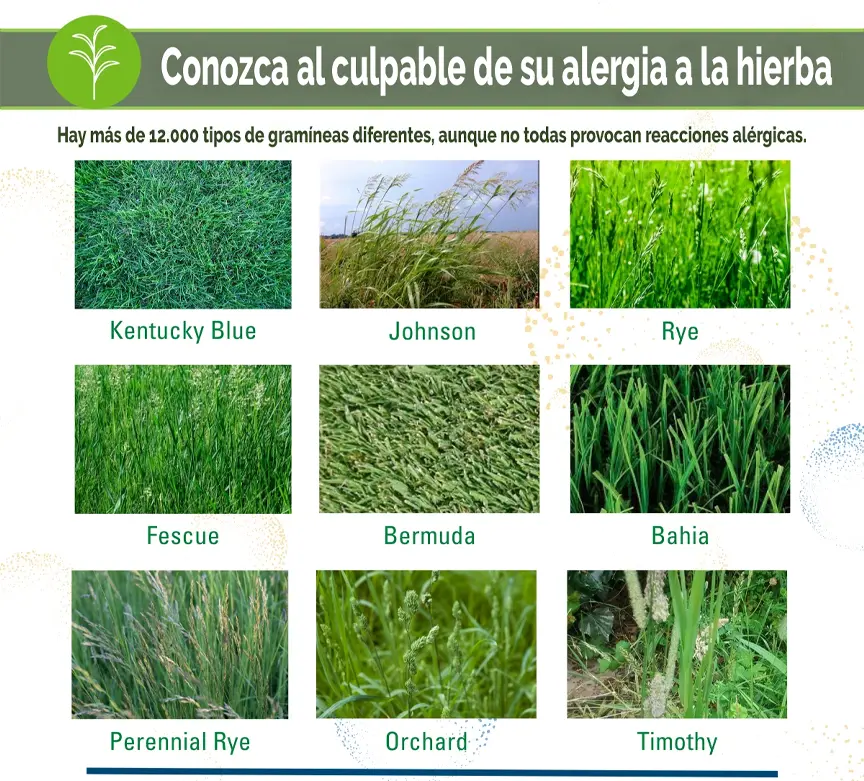 comezon por pasto - Cómo calmar la picazón de una alergia