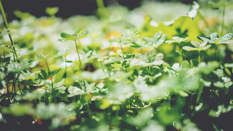 Césped de Trébol: La Guía Definitiva para un Jardín Ecológico - Cómo cuidar un césped de trébol cesped trebol - Cómo cuidar un césped de trébol