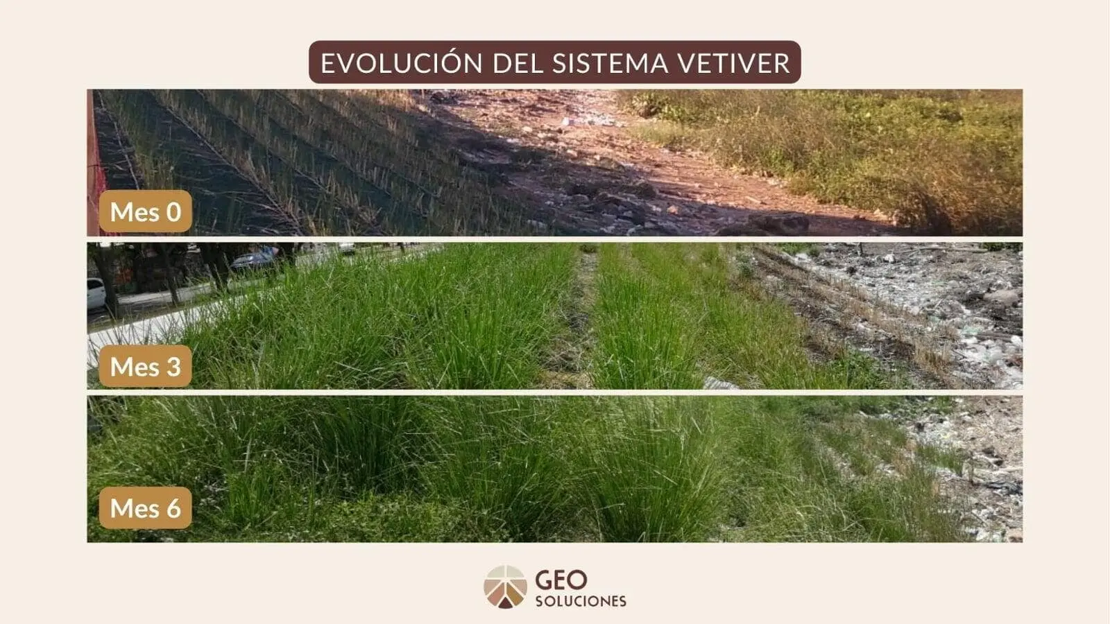 pasto plomo maleza - Cómo es la grama negra