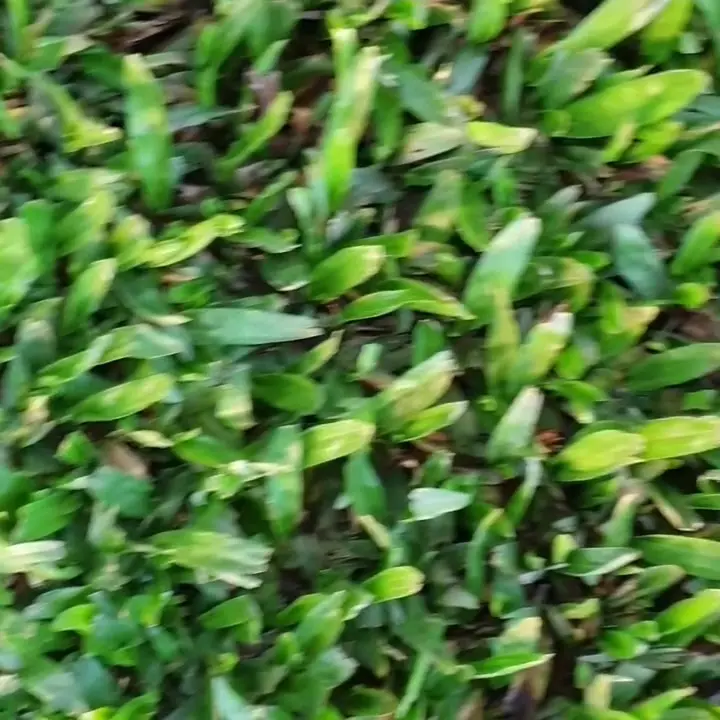 Césped brasilero: cuidados y mantenimiento para un jardín exuberante - Cómo hacer que la grama bahiana se expande cesped brasilero cuidados - Cómo hacer que la grama bahiana se expande
