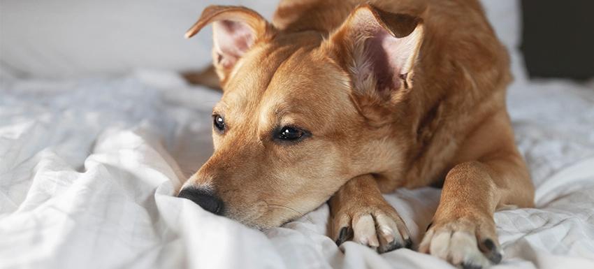 mi perra come mucho pasto - Cómo saber si mi perro necesita desparasitarse