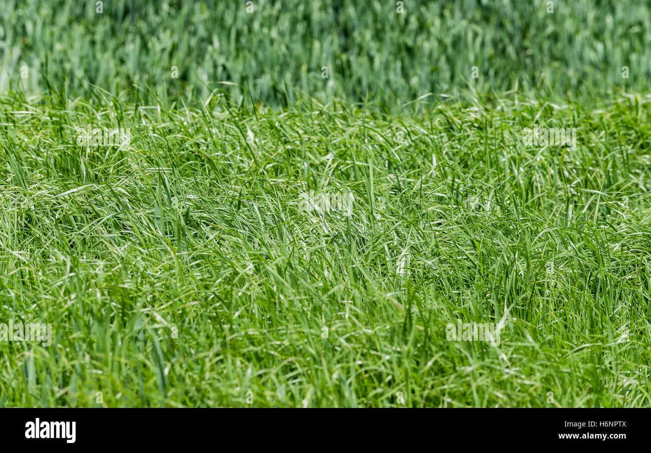 pasto para animales - Cómo se llama el pasto seco que le dan a las vacas