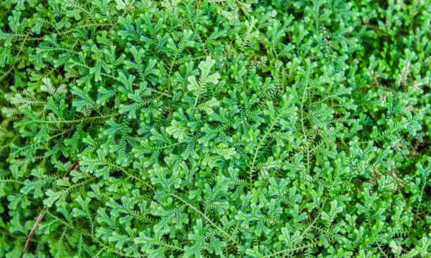 Pastos que necesitan poca agua: Guía completa para un jardín eficiente - Cuál es el mejor césped que absorbe el agua pasto que necesita poca agua - Cuál es el mejor césped que absorbe el agua