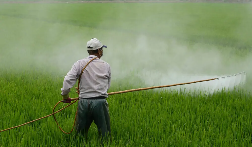 herbicida natural para cesped - Cuál es el mejor herbicida para el pasto
