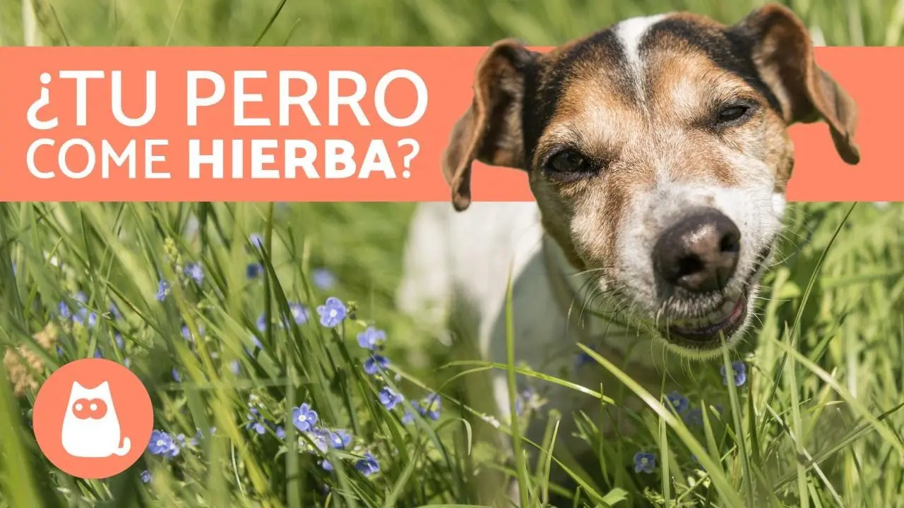 porque mi perro come pasto desesperado - Cuando el perro come pasto, qué significa