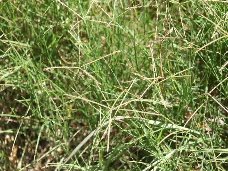 pasto argentina cynodon dactylon - Cuándo florece Cynodon dactylon
