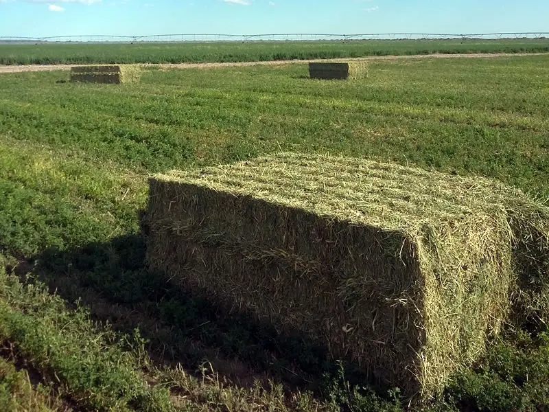 Peso de un Fardo de Pasto: Guía Completa - Cuánto pesa el fardo peso de un fardo de pasto - Cuánto pesa el fardo