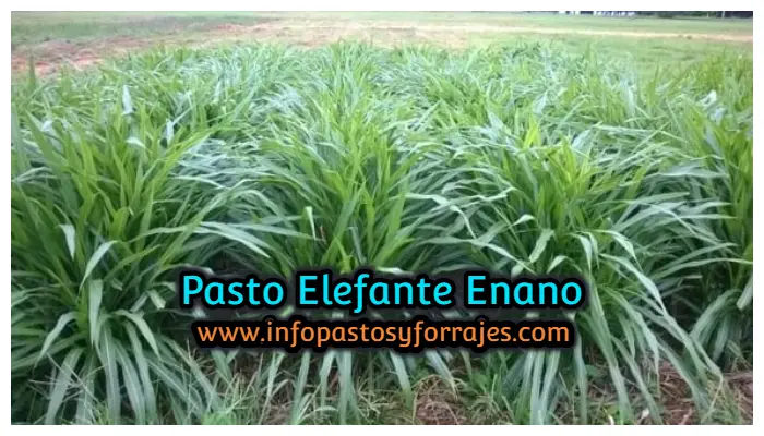Rendimiento del Pasto Elefante: Una Guía Completa - Cuánto produce una hectárea de pasto elefante pasto elefante rendimiento - Cuánto produce una hectárea de pasto elefante