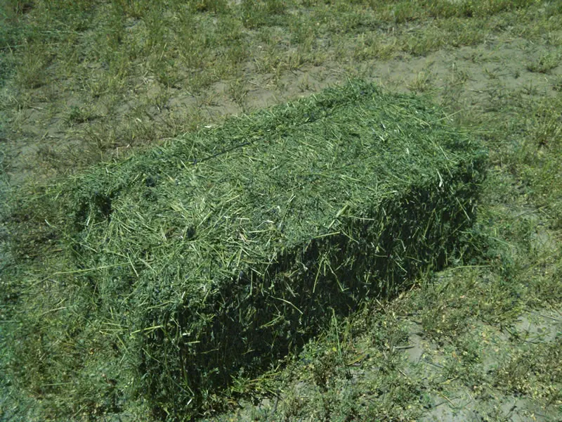 Peso de un Fardo de Pasto: Guía Completa - Cuántos kilos vienen en un fardo peso de un fardo de pasto - Cuántos kilos vienen en un fardo
