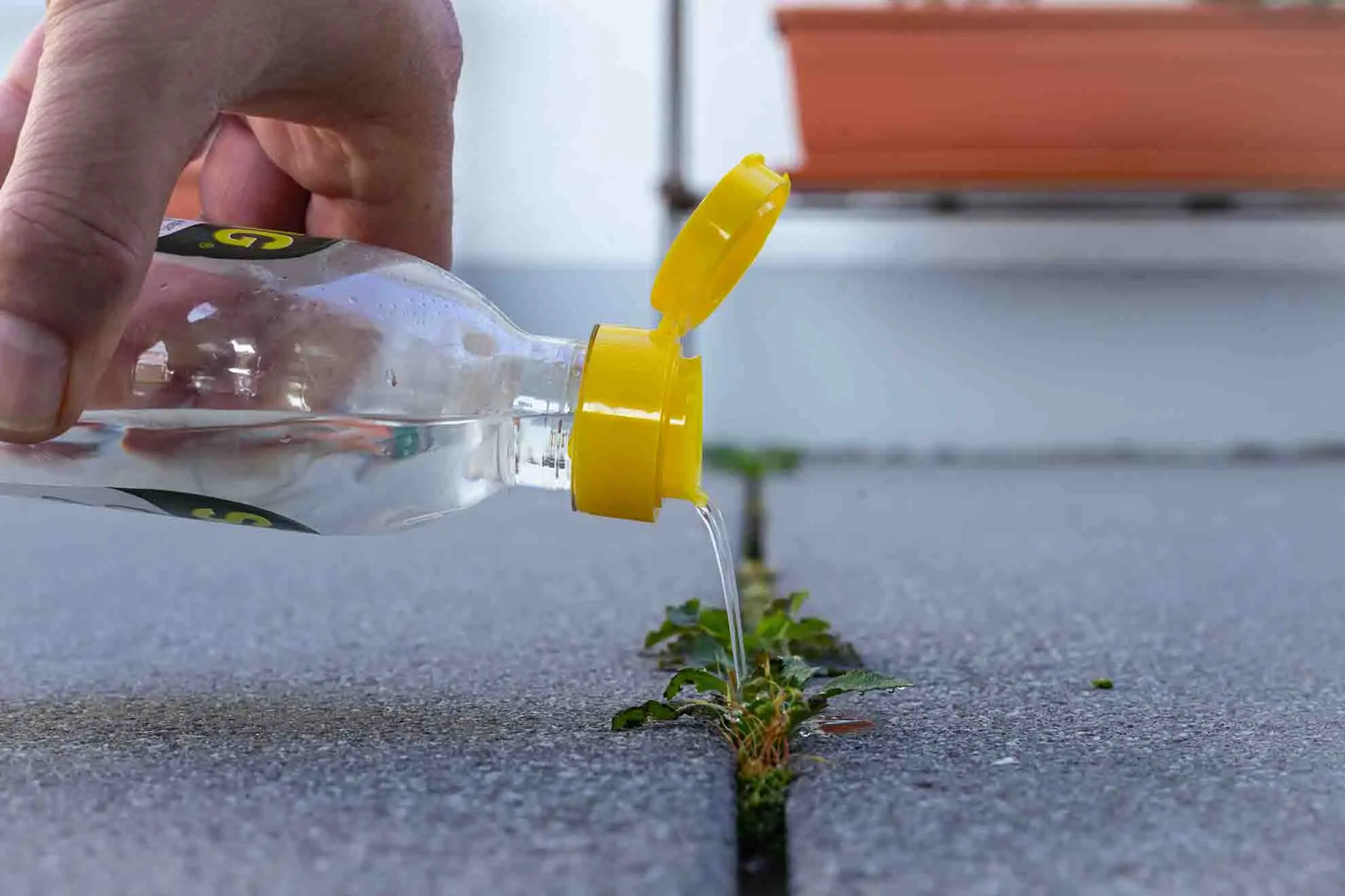 El Vinagre Seca el Pasto: Guía Completa y Efectos en Jardines - El vinagre es malo para mi césped el vinagre seca el pasto - El vinagre es malo para mi césped