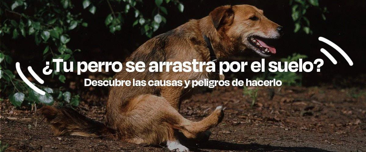 porque mi perro se arrastra en el pasto - Por qué mi perro se arrastra en la tierra
