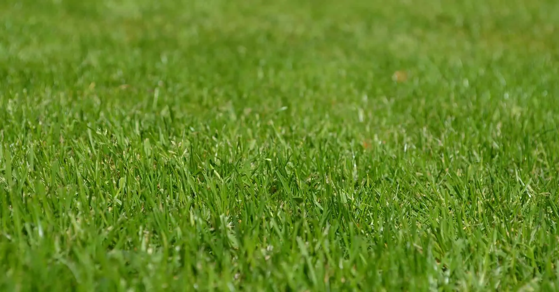 pasto bermuda caracteristicas - Qué altura alcanza el césped bermuda