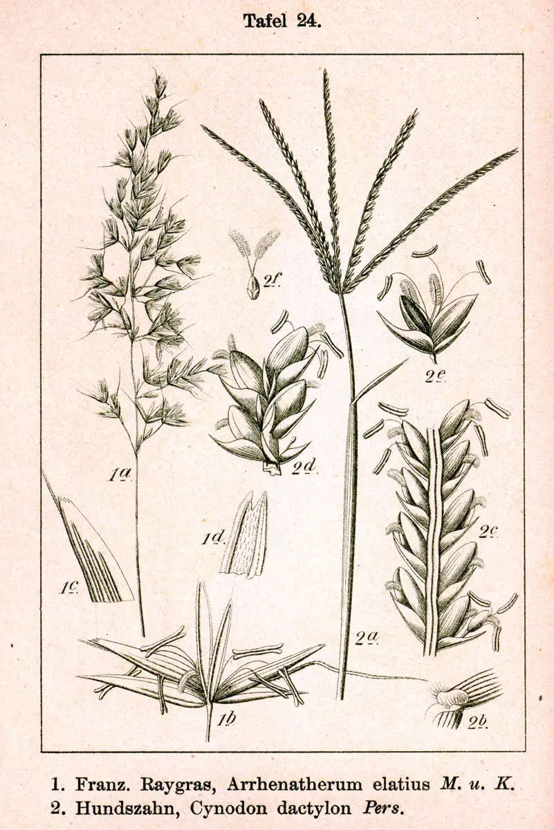 Taxonomía del Césped: Una exploración profunda del Pennisetum purpureum - Qué clase es el pasto cesped taxonomia - Qué clase es el pasto