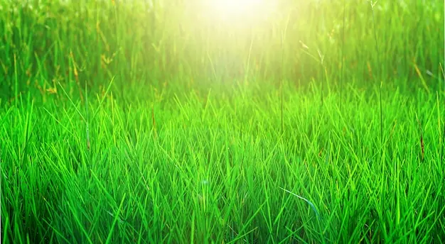 La Naturaleza del Pasto: Una Guía Completa - Qué es la tierra de pasto naturaleza pasto - Qué es la tierra de pasto