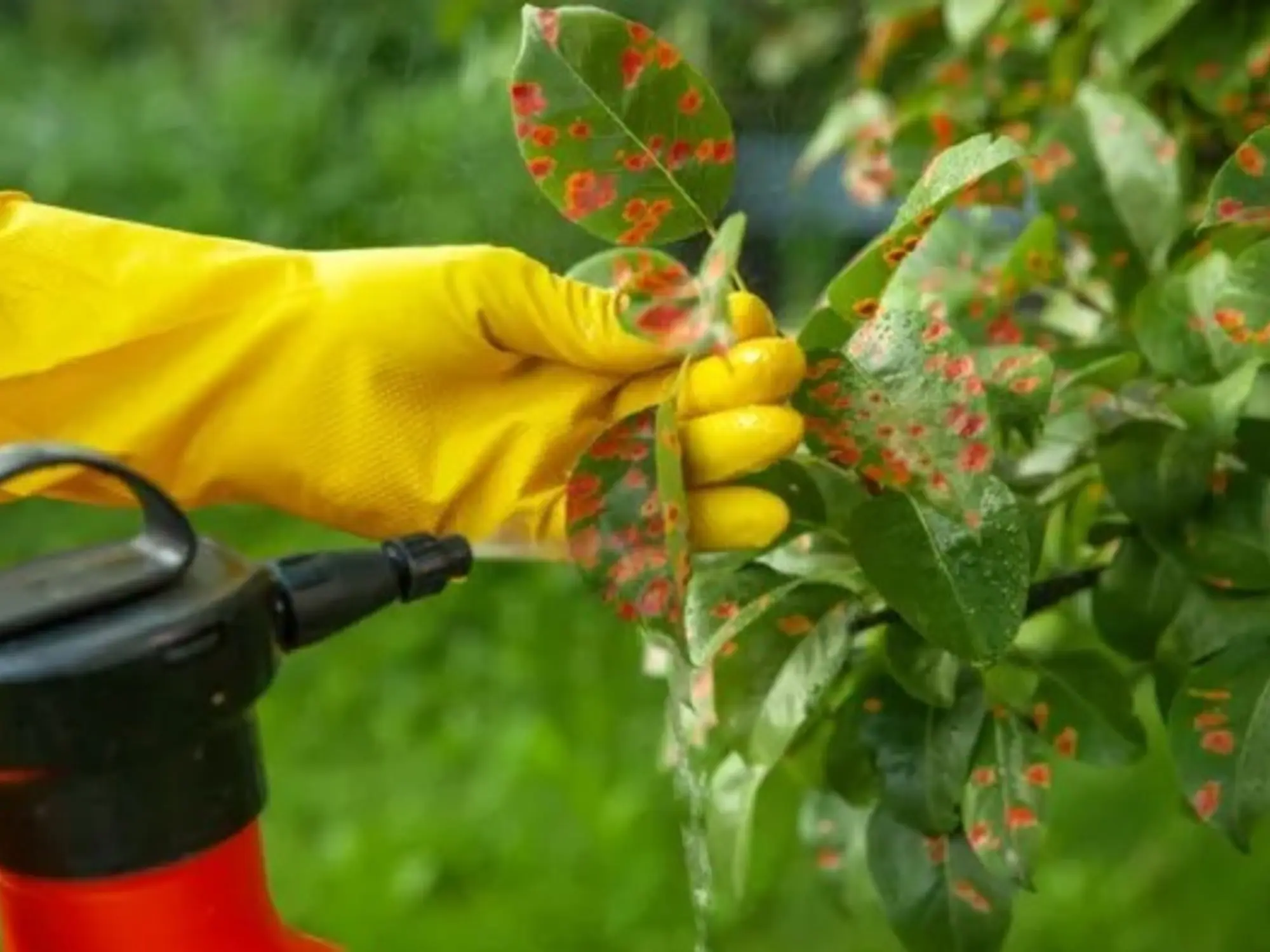 El Vinagre Seca el Pasto: Guía Completa y Efectos en Jardines - Qué hace el vinagre en el jardín el vinagre seca el pasto - Qué hace el vinagre en el jardín