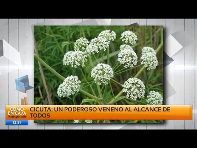 pasto venenoso - Qué hacer si te pica la hiedra venenosa