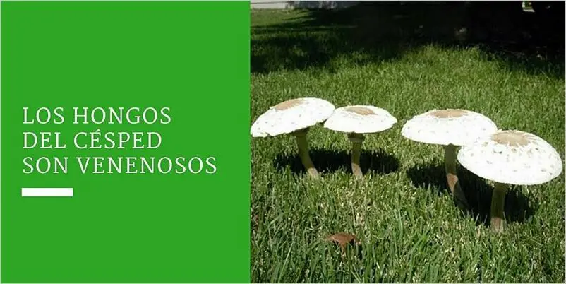 pasto venenoso - Qué pasa si toco un hongo venenoso