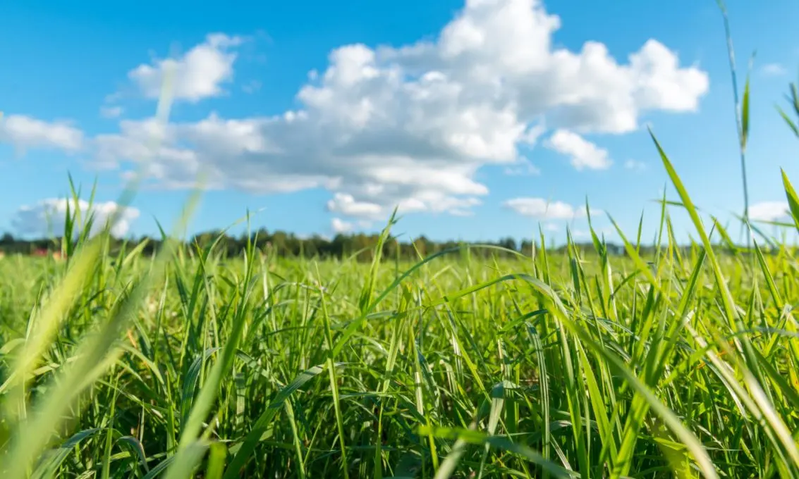 herbicida natural para cesped - Qué químico mata el pasto