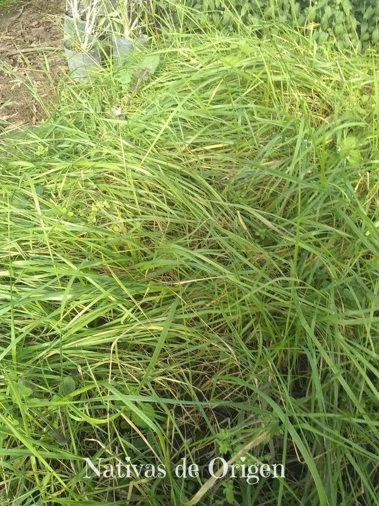 Pasto Flechilla: Guía completa sobre esta gramínea - Qué son las flechillas pasto flechilla - Qué son las flechillas